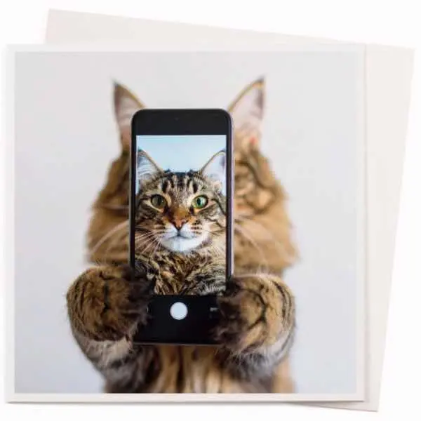 Dubbele Kaarten Met Envelop Cats